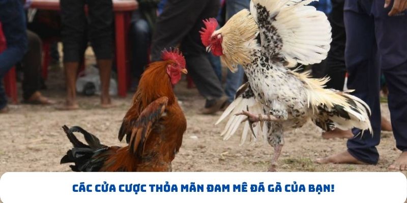 Các cửa cược thỏa mãn đam mê đá gà của bạn!