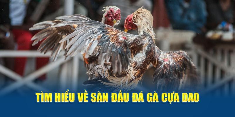 Tuyển chọn chiến kê kỹ lưỡng để tham gia đá gà cựa dao 
