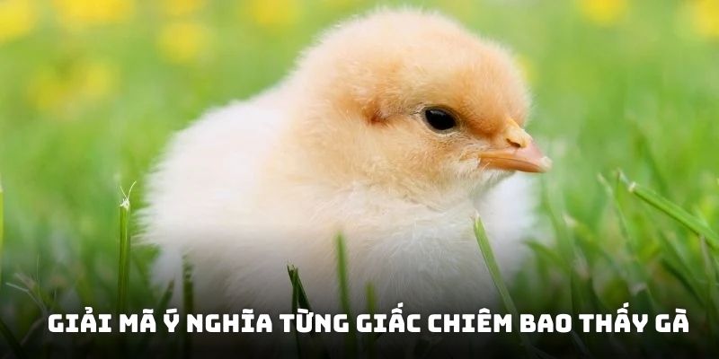 Giải mã ý nghĩa từng giấc chiêm bao thấy gà Giải mã ý nghĩa từng giấc chiêm bao thấy gà