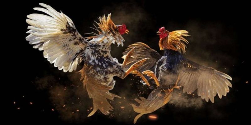 Các bí quyết chơi cực hay, hiệu quả dành cho các tân binh Các bí quyết chơi cực hay, hiệu quả dành cho các tân binh