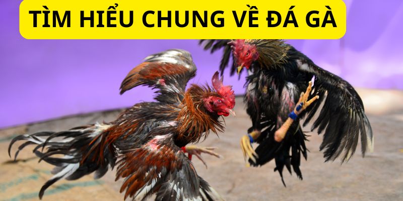 Đôi điều về đá gà Hello88 Đôi điều về đá gà Hello88