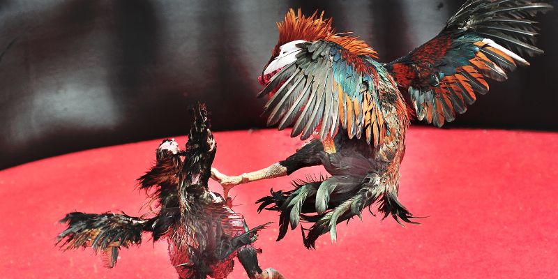 Những ưu điểm vượt trội mà bạn được thưởng thức khi tham gia Những ưu điểm vượt trội mà bạn được thưởng thức khi tham gia