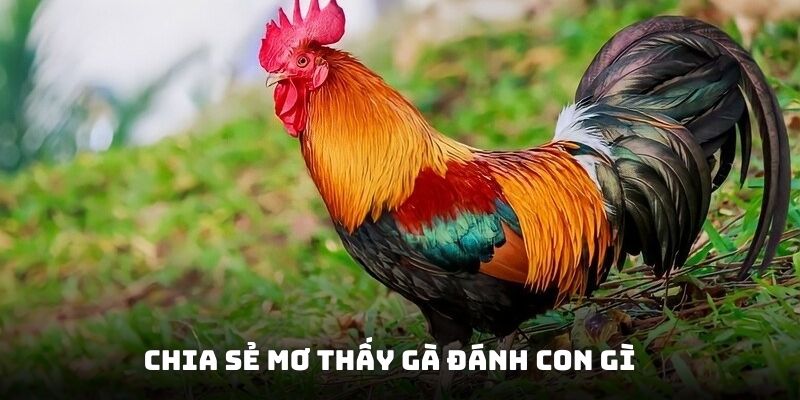 Chia sẻ mơ thấy gà đánh con gì với các trường hợp khác