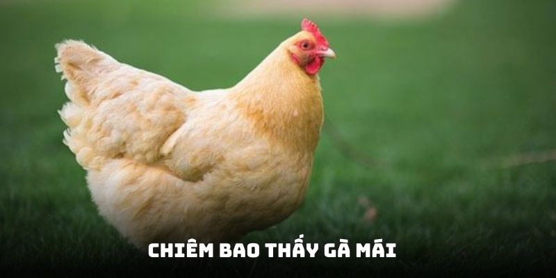 Mơ thấy gà đánh con gì khi thấy đấy là chú kê mái