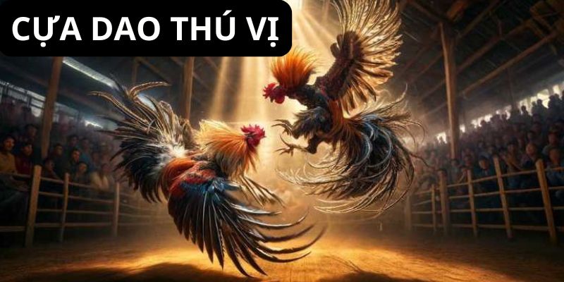 Cựa dao là loại hình được nhiều thành viên lâu năm lựa chọn, ưa thích