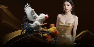 Đá Gà Thomo Hello88