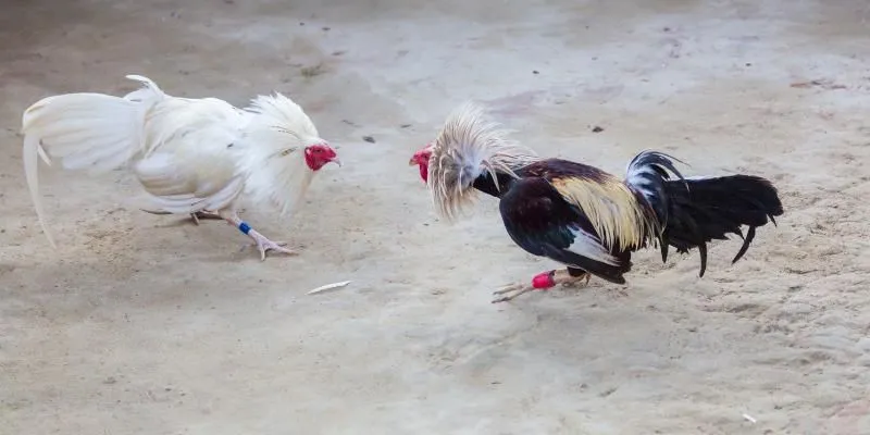 Phân thắng thua trong đá gà Thomo Phân thắng thua trong đá gà Thomo
