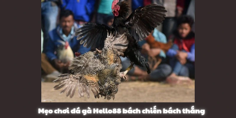 Mẹo đá gà Hello88 bách chiến bách thắng Mẹo đá gà Hello88 bách chiến bách thắng