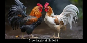 Mẹo Đá Gà Hello88
