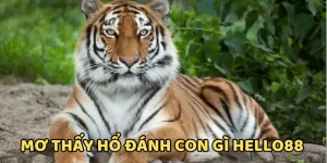 Mơ thấy hổ đánh con gì Hello88