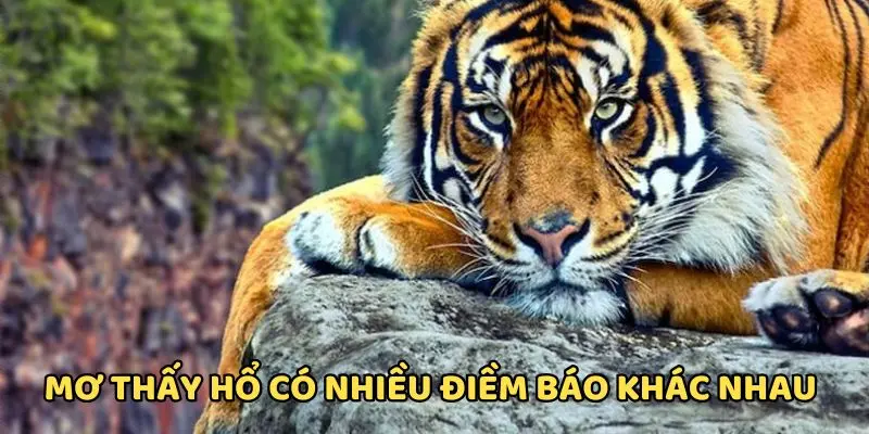 Mơ thấy hổ mang đến năng lượng tích cực Mơ thấy hổ mang đến năng lượng tích cực